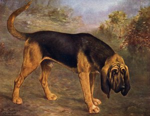 Bloodhound Champion Hengist